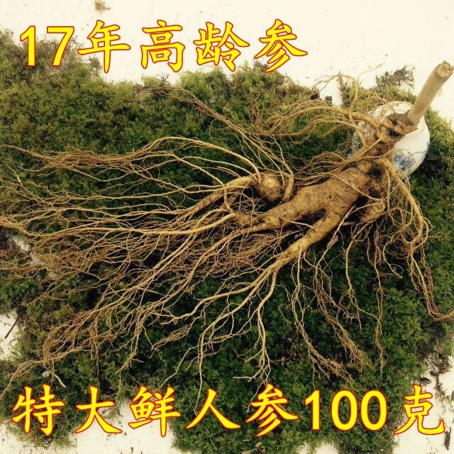 长白山特大鲜人参 现挖新鲜带土2两 野山参林下参 17年高龄参包邮