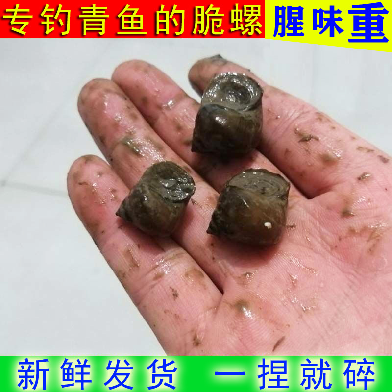 脆螺钓青鱼鱼饵鲜活黑坑水库鱼饵活脆螺薄壳活体螺丝钓鱼螺腥味重-封面