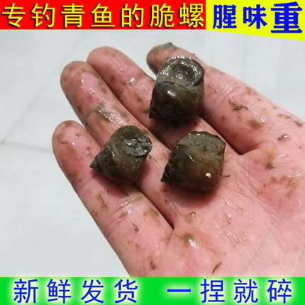 脆螺钓青鱼鱼饵鲜活黑坑水库鱼饵活脆螺薄壳活体螺丝钓鱼螺腥味重