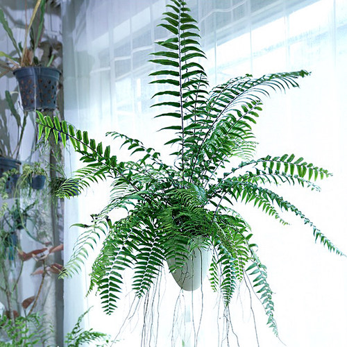 霸王蕨长叶肾蕨阳台吊兰垂吊植物