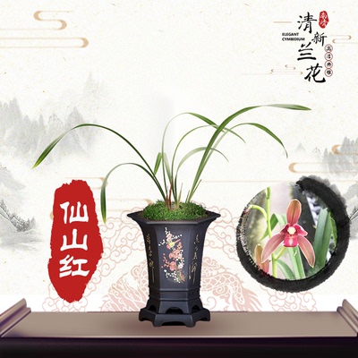 兰花卧室绿植盆栽