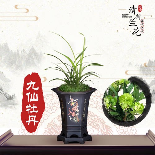 兰花春兰名品卧室绿植盆栽