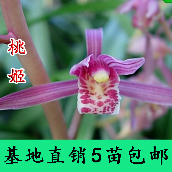 兰花 红粉妖艳墨兰桃姬年宵花卉 阳台窗台客厅楼顶绿植盆栽兰花苗