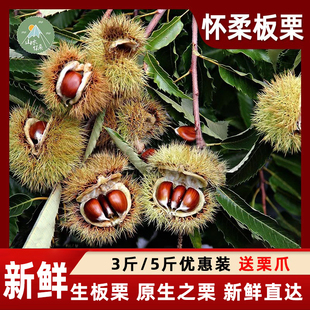 2025新下树北京怀柔板栗油栗3斤装/5斤盒装