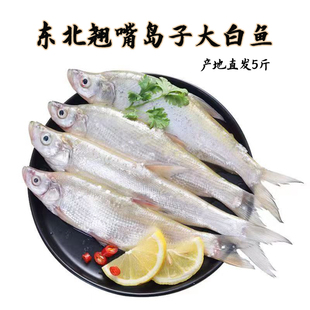 东北翘嘴岛子大白鱼淡水鱼新鲜活鱼速冻发淡水鱼