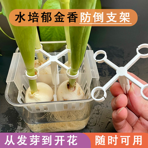 水培郁金香防倒支架塑料固定器从发芽到开花懒人免绑固定架子 - 封面