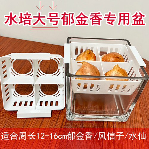 水培大号12+郁金香专用盆风信子水养水仙定植篮玻璃透明透明器皿