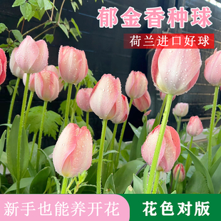 春季 水养或土培开花冬季 种植花 荷兰进口 水培郁金香种球套餐