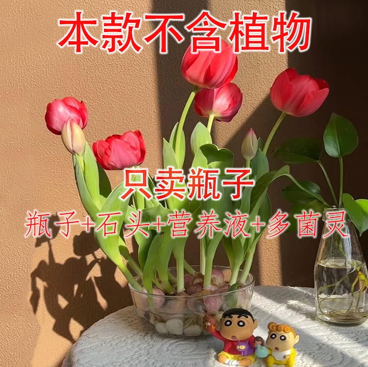 水培郁金香玻璃器皿花盆