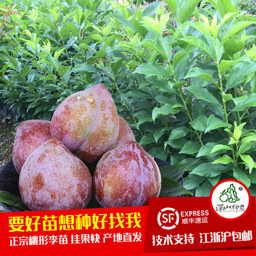 深山神农嵊州金庭桃形李树苗果苗