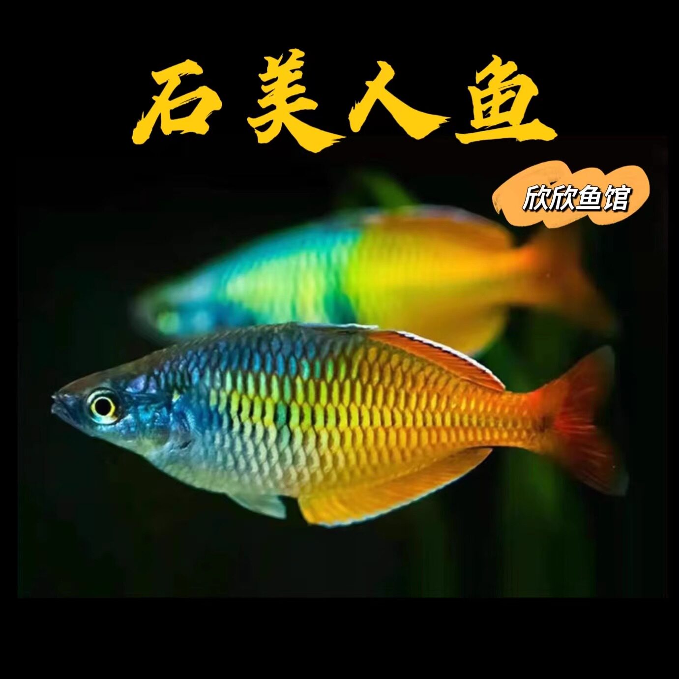 石美人鱼美人鱼活体观赏鱼石美人鱼苗公鱼草缸淡水热带刚果美电光