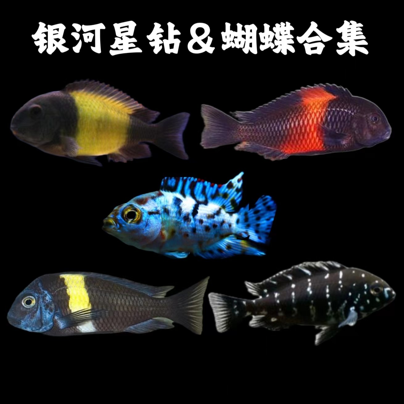 银河星钻鱼珍珠蝴蝶鱼黄宽蝴蝶蓝面蝴蝶红宽蝴蝶鱼三湖慈鲷鱼坦鲷