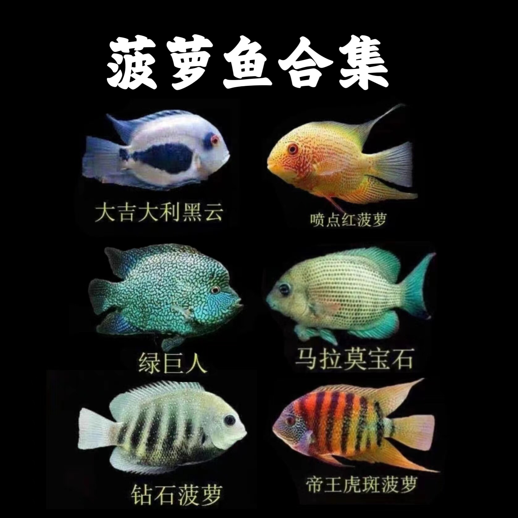 菠萝鱼帝王虎斑菠萝活体喷点菠萝钻石黑云菠萝热带鱼绿巨人好养活