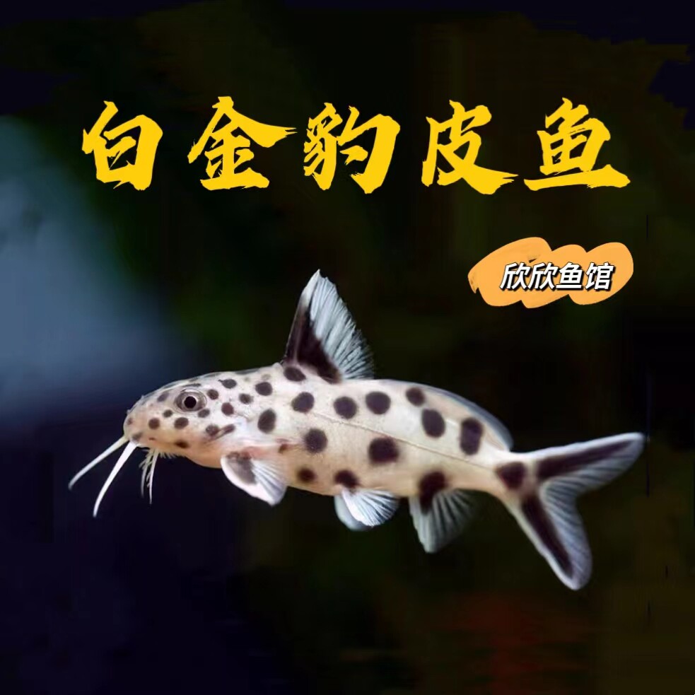 白金豹皮鱼小豹鲸鱼南美底栖三湖慈鲷工具鱼鼠鱼倒掉猫吃油馍残渣