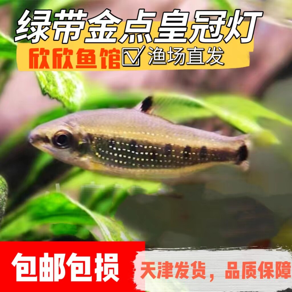 绿带金点皇冠灯鱼高级稀有好养活热带淡水观赏鱼