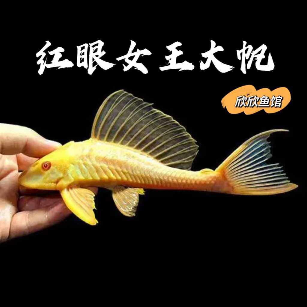 黄金红眼女王大帆鱼豹纹清道夫黄金胡子大帆鱼工具清洁鱼除藻热带