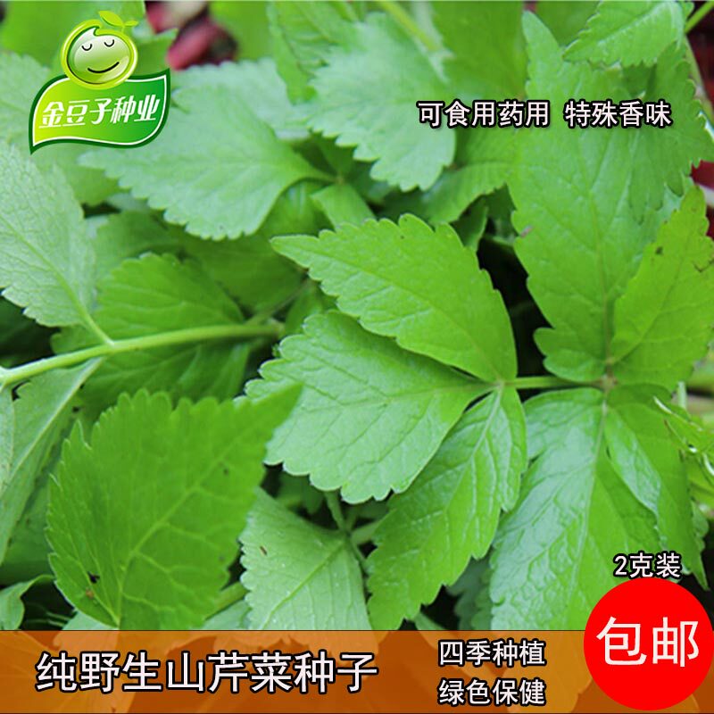 大叶芹种子野生山芹菜种子野菜种子易栽培家庭四季播菜园阳台种植