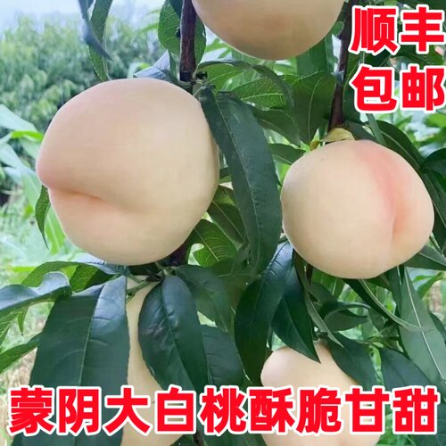 蒙阴大白桃8号脆甜多汁鲜蜜桃