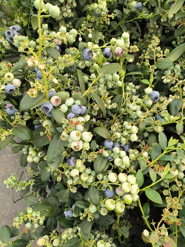 特价福利清仓处理两年带果蓝莓盆栽