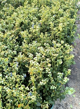直播专用f6 蓝莓盆栽