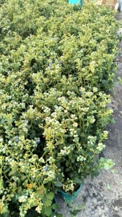 直播专用f6 蓝莓盆栽