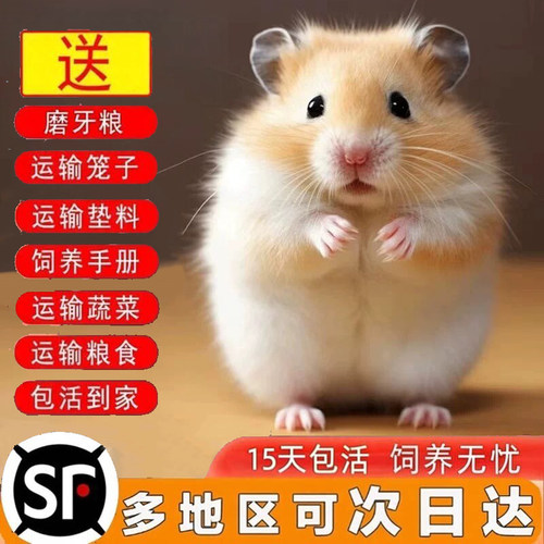 顺丰发货仓鼠活物已打金丝熊活体银狐布丁紫仓小宠送运输笼子