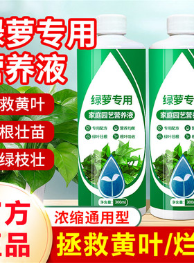 绿萝营养液专用肥料绿箩拯救黄叶