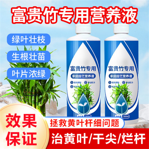 富贵竹专用营养液治黄叶促根生长