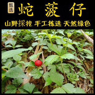 新鲜现采潮汕青草蛇波仔蛇莓和尚头坡倒地梅落地杨梅宝珠草龙吐珠