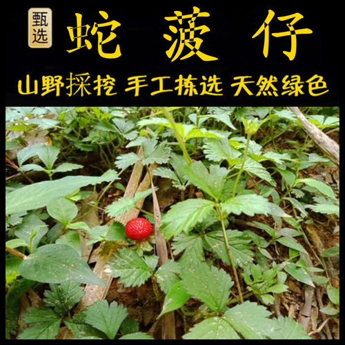 新鲜现采蛇菠仔潮汕青草堂倒地梅
