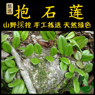 新鲜现采潮汕青草伏石蕨 抱石莲 抱树莲 金龟藤 石瓜子菜上树蜈蚣