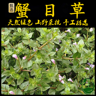 新鲜现采潮汕青草药田蟹目草四方草小号蛇针草定经草 母草 田基蓝