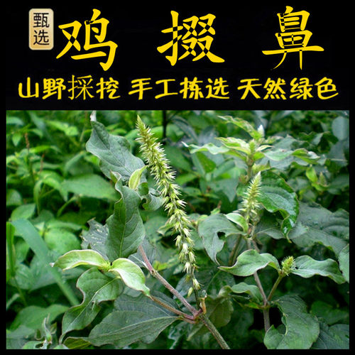 新鲜现采土牛膝潮汕青草堂鸡掇鼻