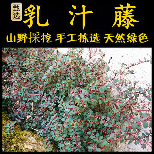 小号乳汁藤潮汕青草堂新鲜现采