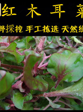 新鲜现采潮汕青草药红木耳菜