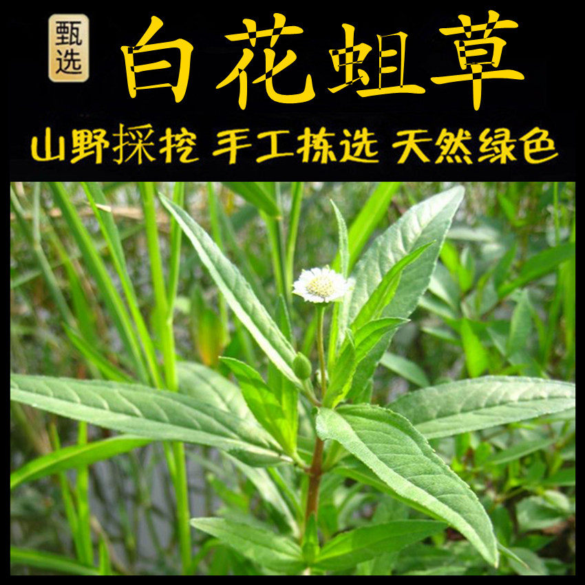 新鲜现采墨旱莲青草堂白花珠草