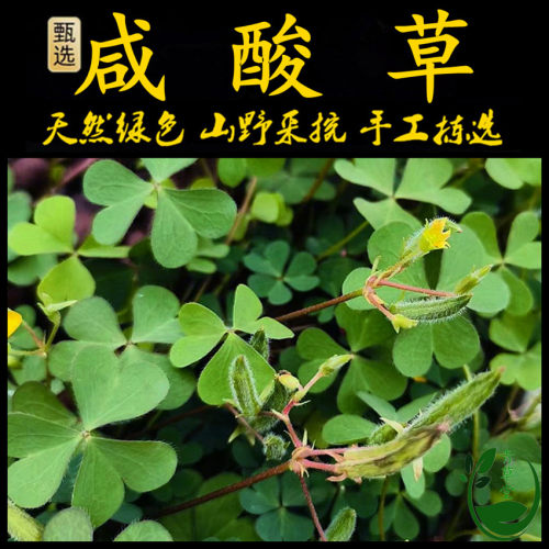 新鲜现采酢浆草潮汕青草堂咸酸草
