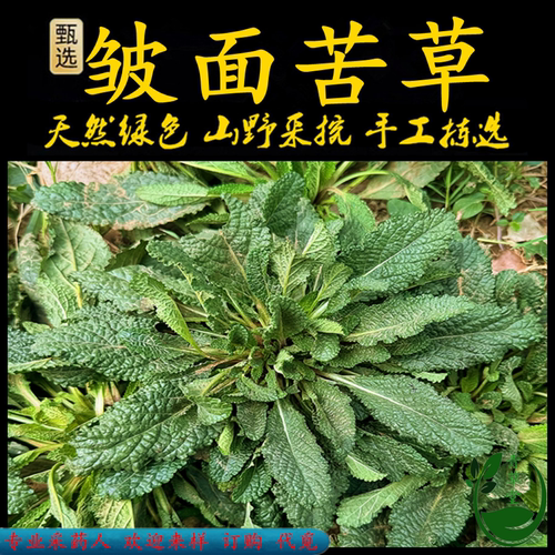 新鲜现采荔枝草潮汕青草堂蛤蟆草