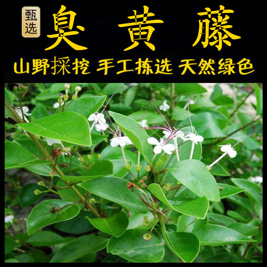 臭黄藤 新鲜现采潮汕青草药 贼仔草 凿仔草 臭黄藤 水胡满 假茉莉