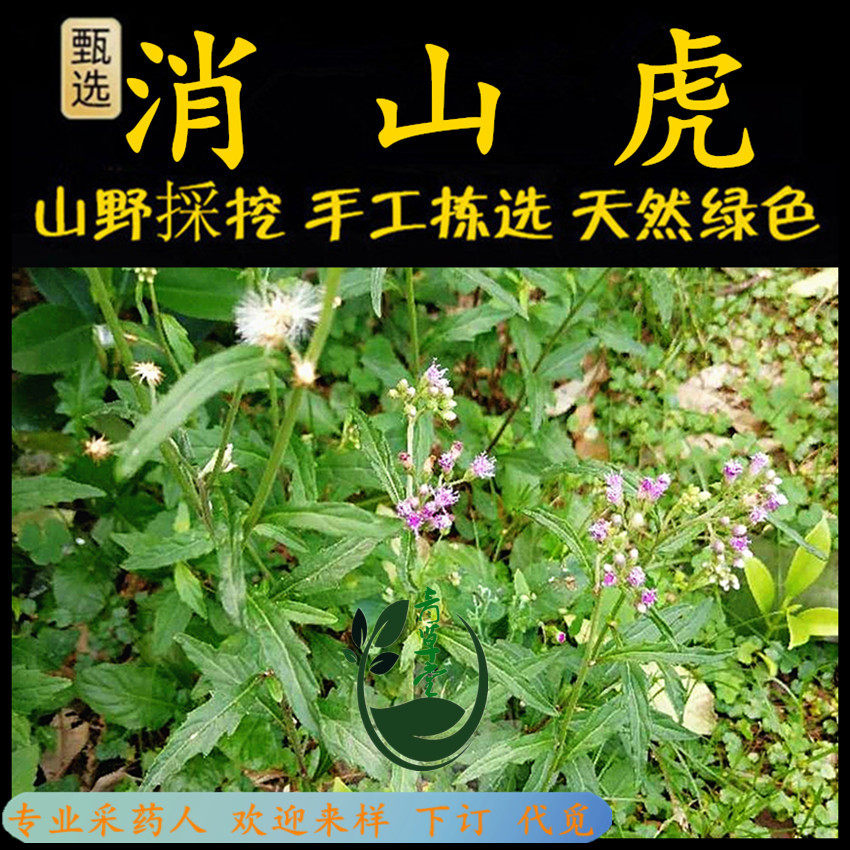 夜香牛新鲜现采潮汕青草消山虎搜山虎一枝香草伤寒草寄色草夜香牛