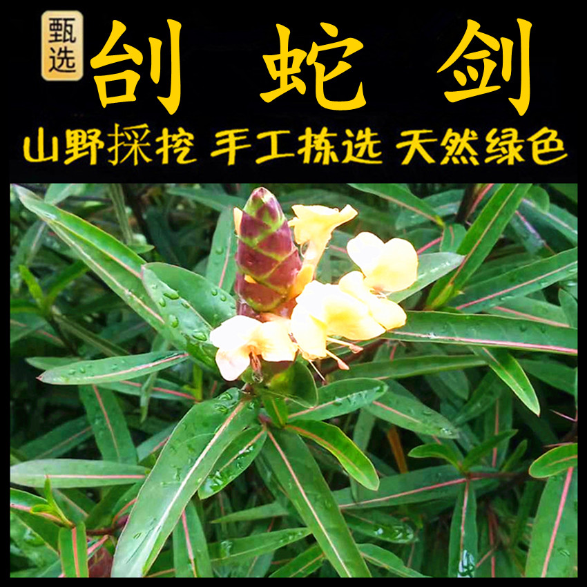 新鲜现采潮汕青草药刣蛇剑斩蛇剑假杜鹃七星剑罗汉刺四方刺刺血红