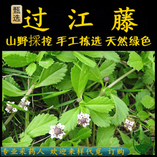 新鲜现采潮汕青草药过江藤水黄芹 铁扁担铁批担 番梨仔草落地菠萝