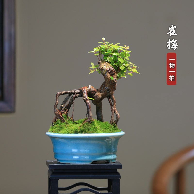 小品雀梅一物一拍盆栽庭院茶室好养造型小盆景室内桌面小植物绿植