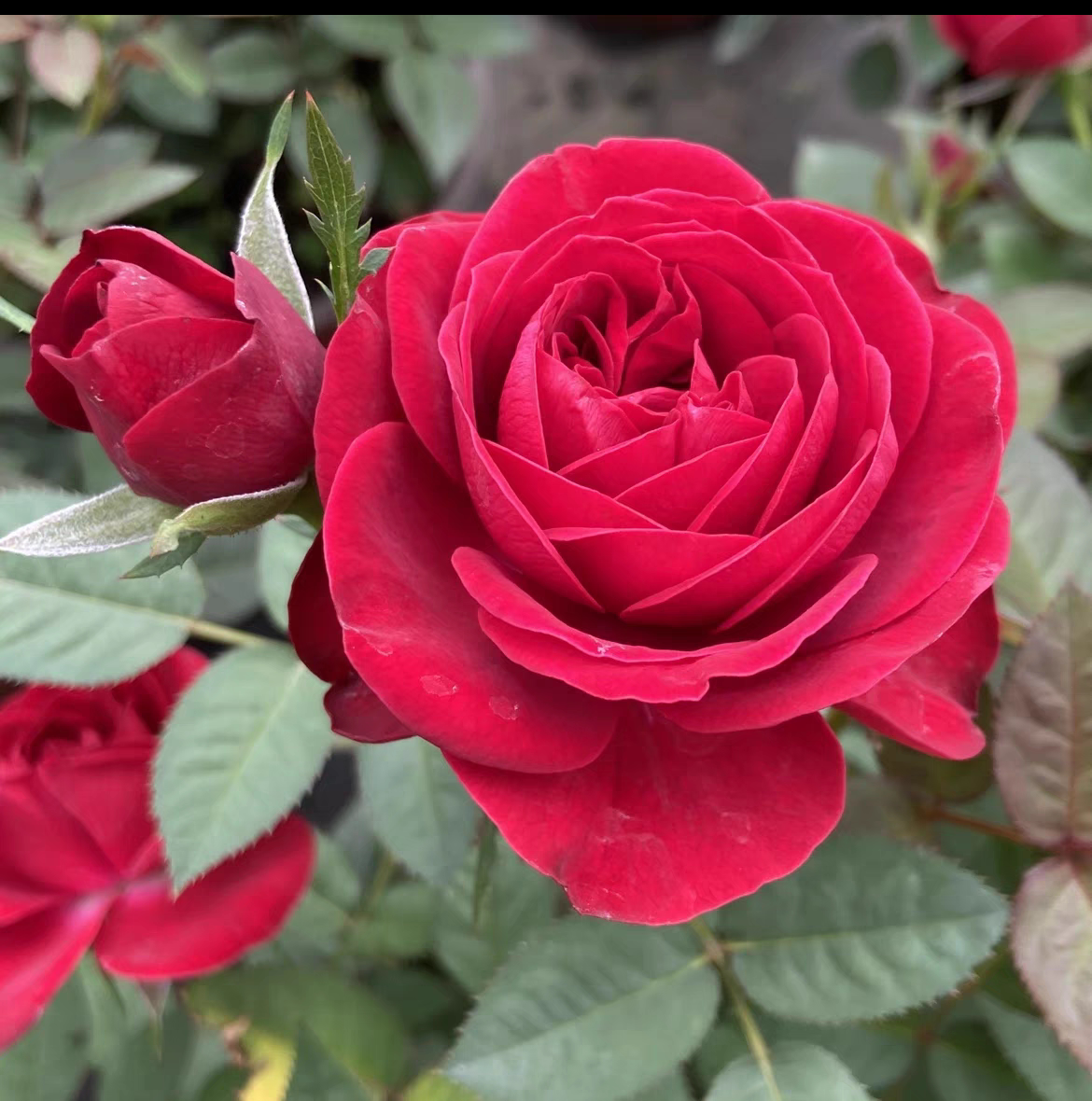 月季花 中国红 原盆带花苞