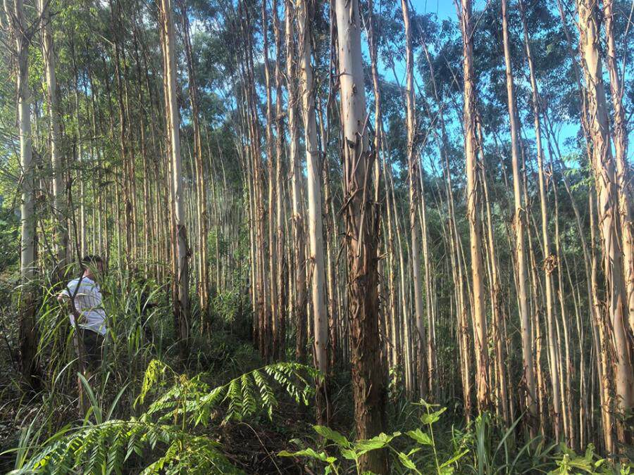 田林县潞城乡渭祥村渭祥屯“岩龙”的地上林木
