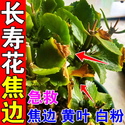 长寿花专用营养液促花肥治白粉病枯叶焦边黑斑烟煤杀菌喜酸专用肥