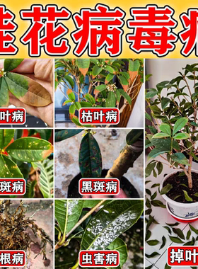 桂花枯叶病黄叶焦叶尖干叶虫孔叶斑病落叶专用肥桂花树肥料营养液