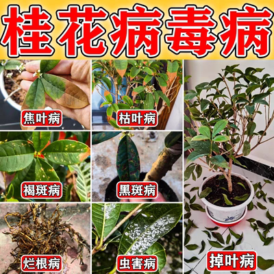 桂花枯叶病黄叶焦叶尖干叶虫孔叶斑病落叶专用肥桂花树肥料营养液