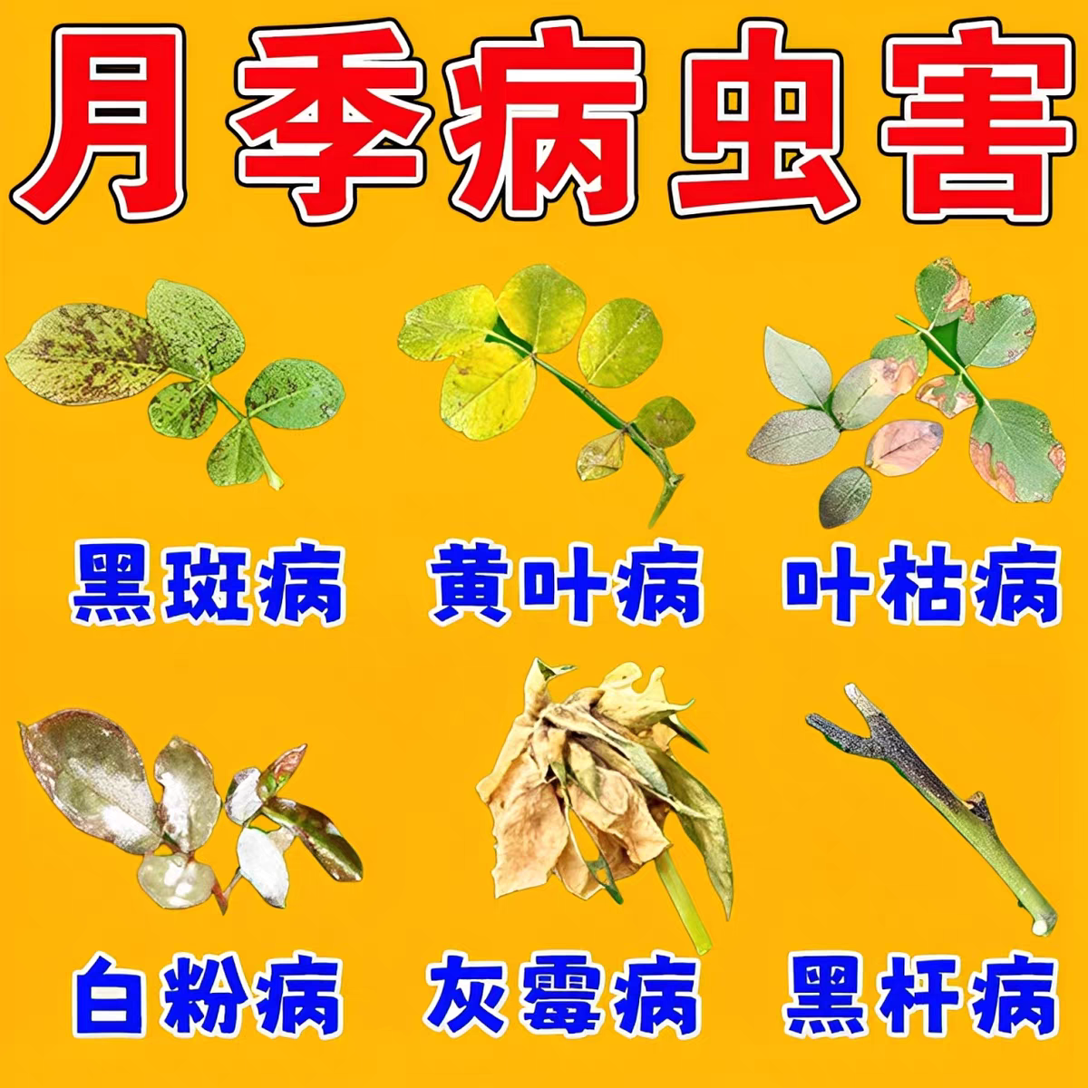 月季黑斑病专用多菌剂蔷薇玫瑰黑杆不开花黄叶白粉病害常用营养液,鲜花速递/花卉仿真/绿植园艺,家庭园艺肥料,淘宝优惠券,粉丝福利购,淘宝优惠卷