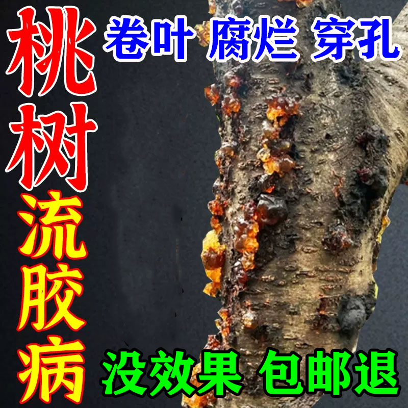 桃树流胶病专用药果树杏树李柚子樱桃树流胶一喷净疮痂病穿孔杀菌